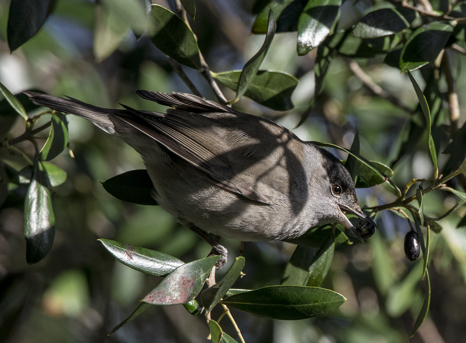 Blackcap