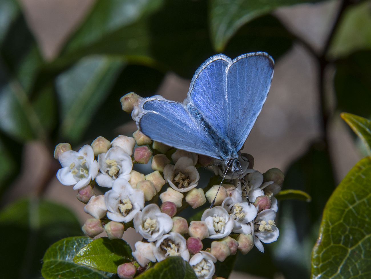 Blue butterfly