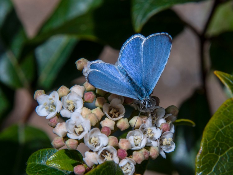 Blue butterfly