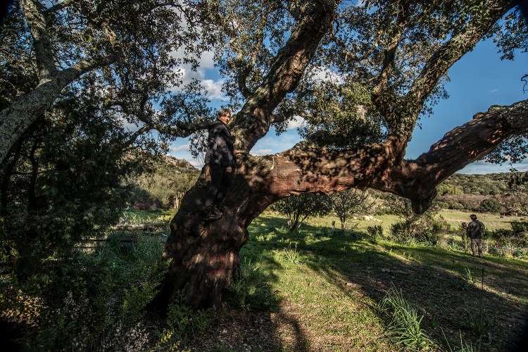 cork oak