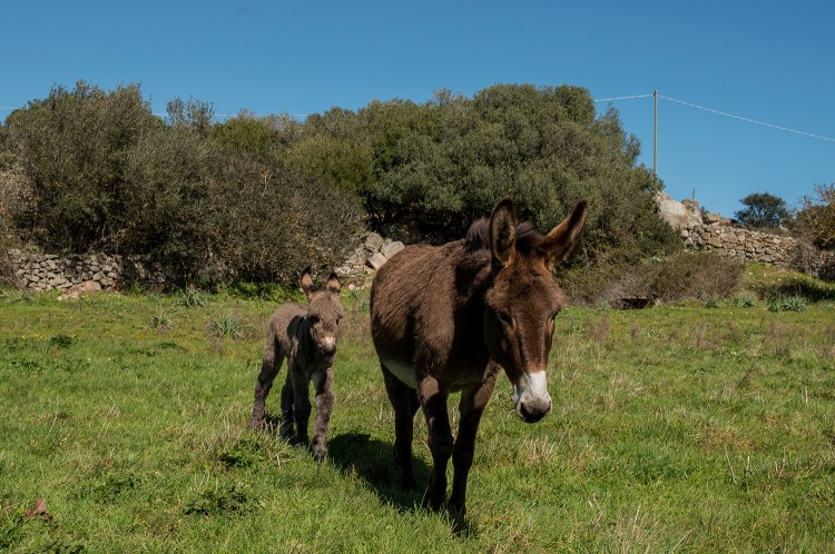 donkeys mother foal