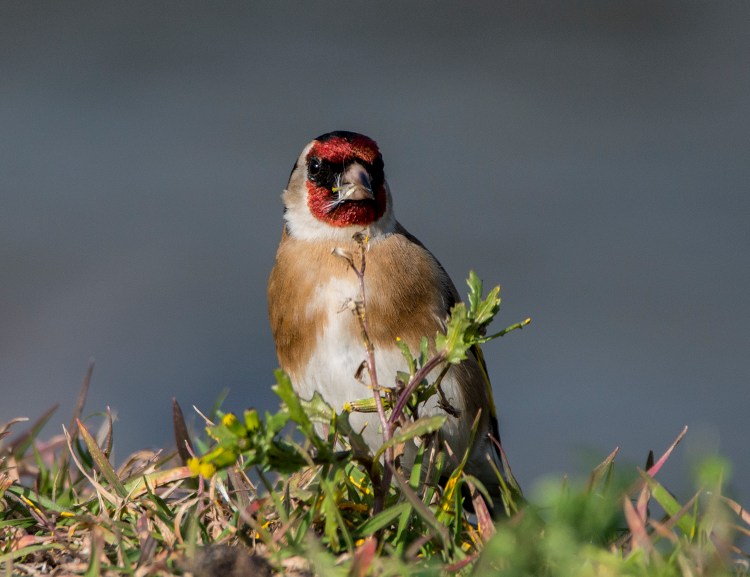 Goldfinch image