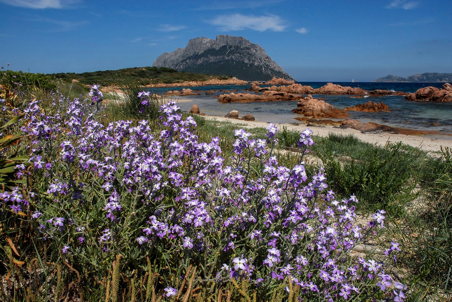 Isola Piana and flowers