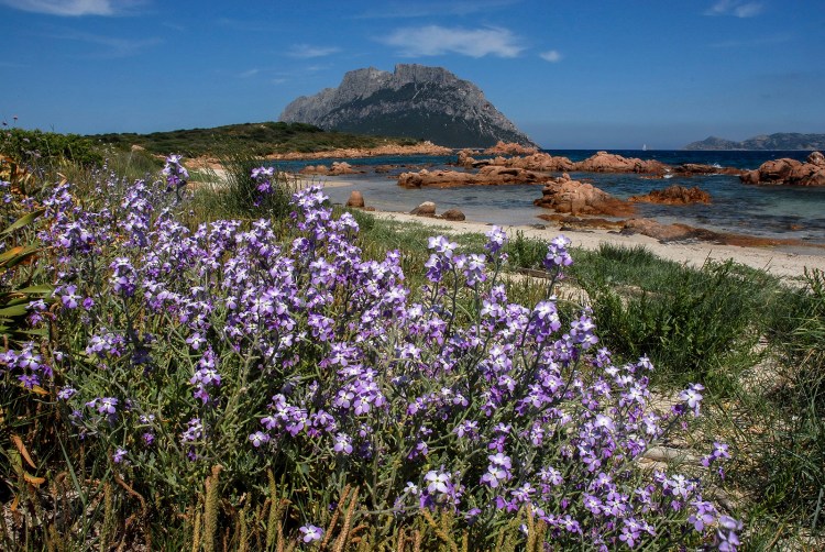 Isola Piana and flowers