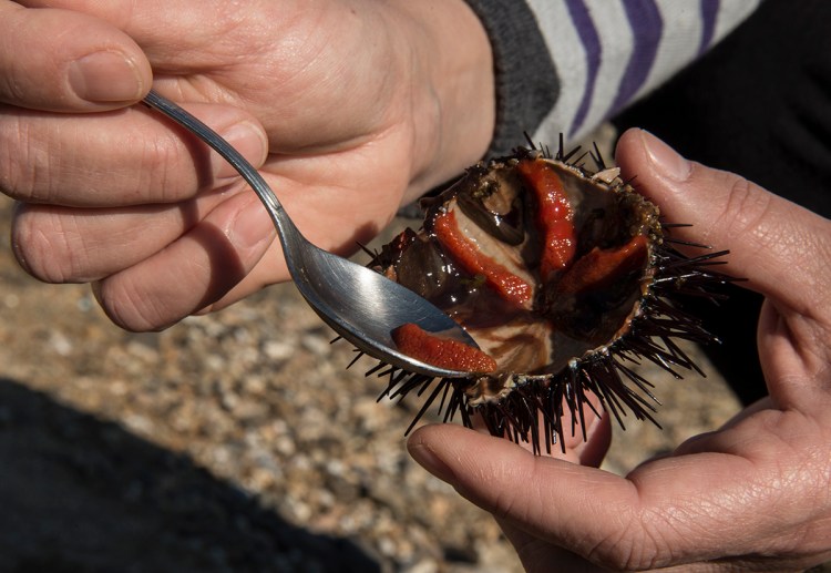 Eating sea urchins