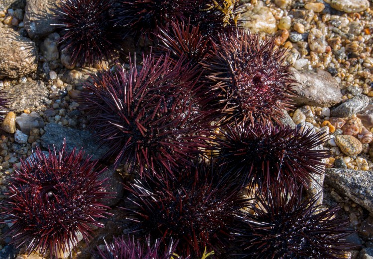 Edible sea urchins