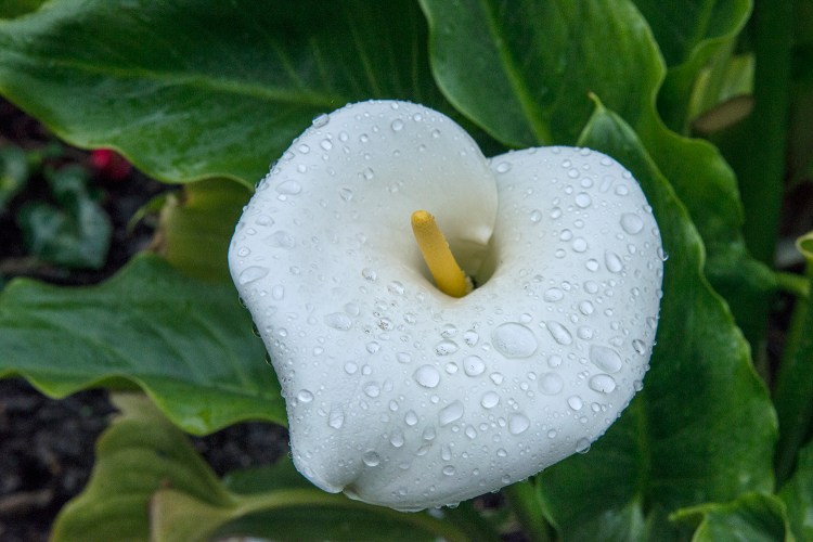A Calla Lily flower