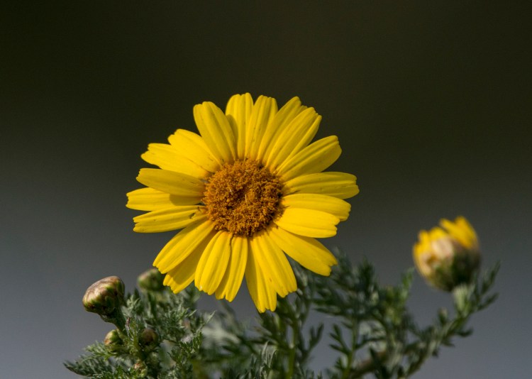 A Chrysanthemum flower