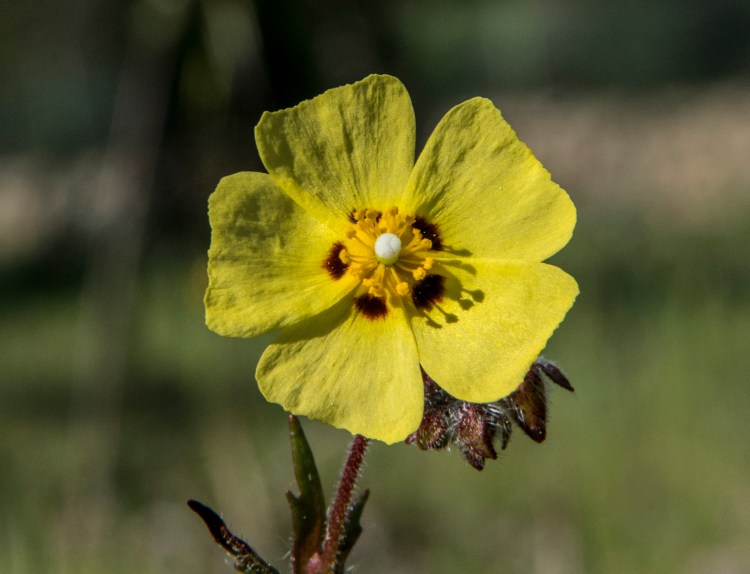 A Cistacea flower with its light yellow