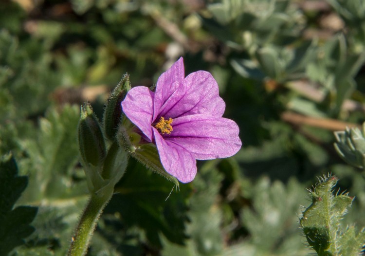 Pink flower with pollen