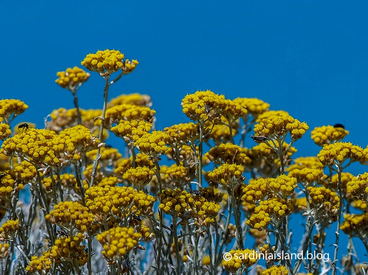 Helichrysum flowers
