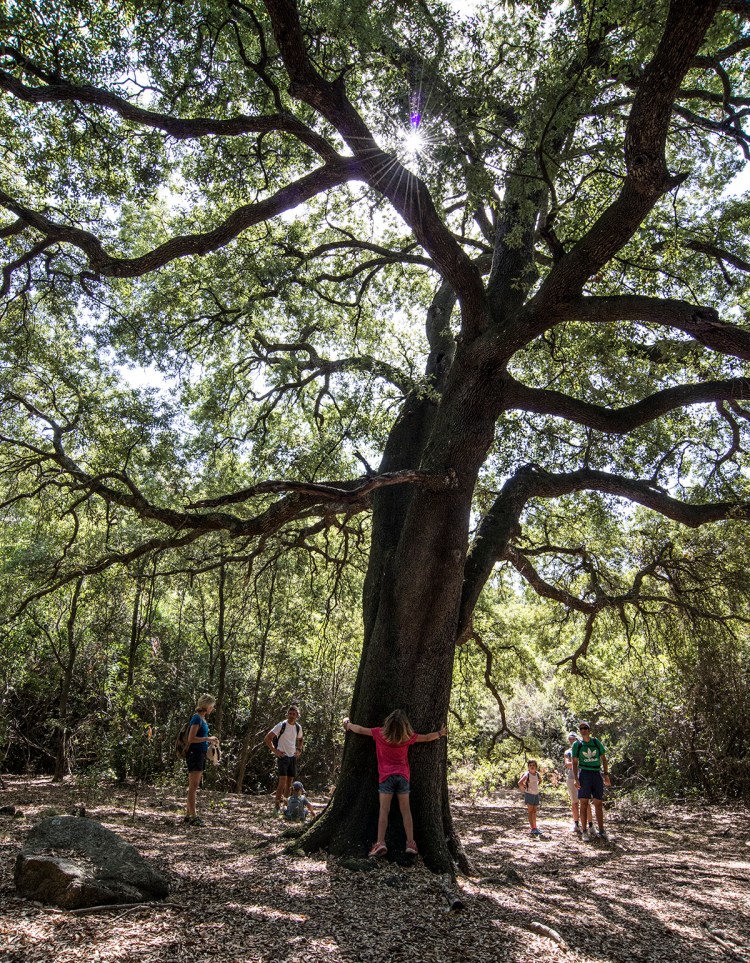A big Holm oak