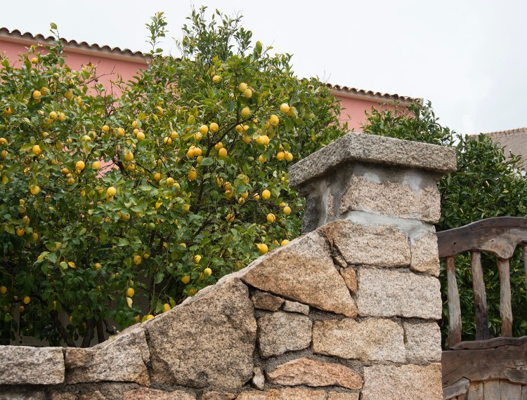 Lemon tree