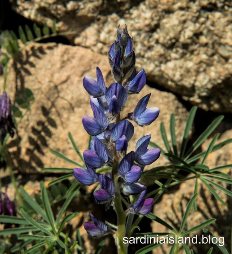 Flowering Lupinus