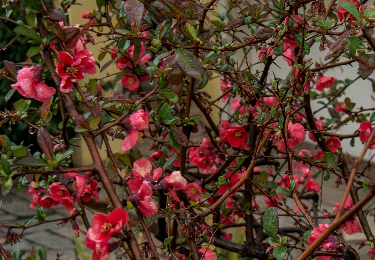 Maule's Quince with flowers