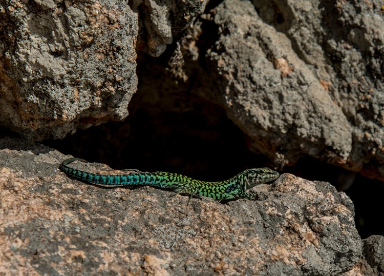 A lizard sunbathing