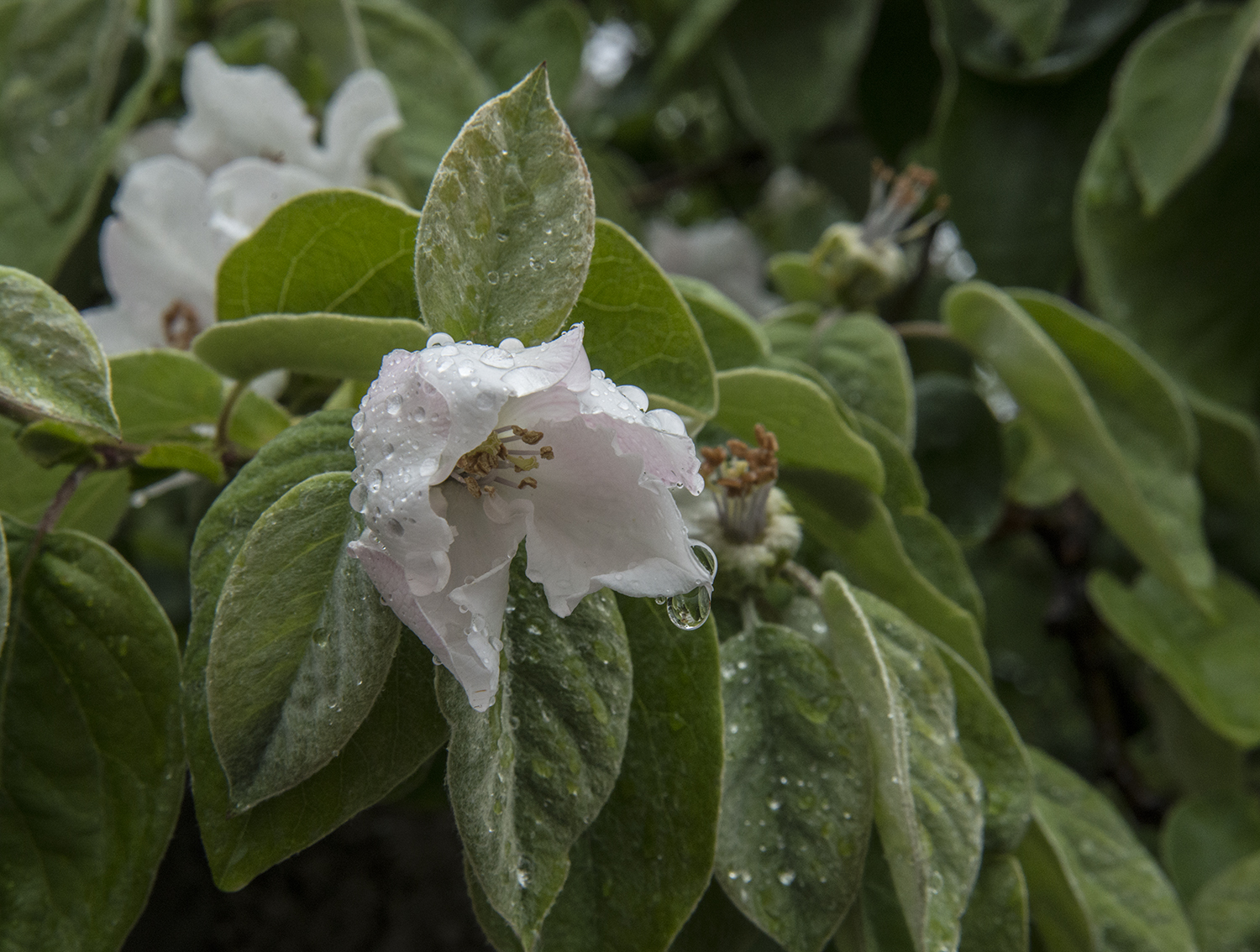 Quince flower