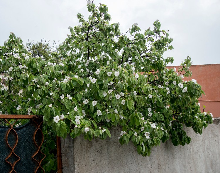 Quince tree with its flowers