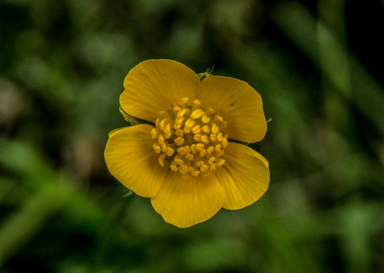 Yellow bright Ranunculus