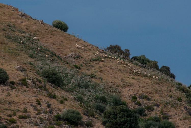 Sardinian landscape with sheep