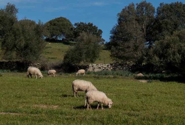 Sardinian sheep grazing