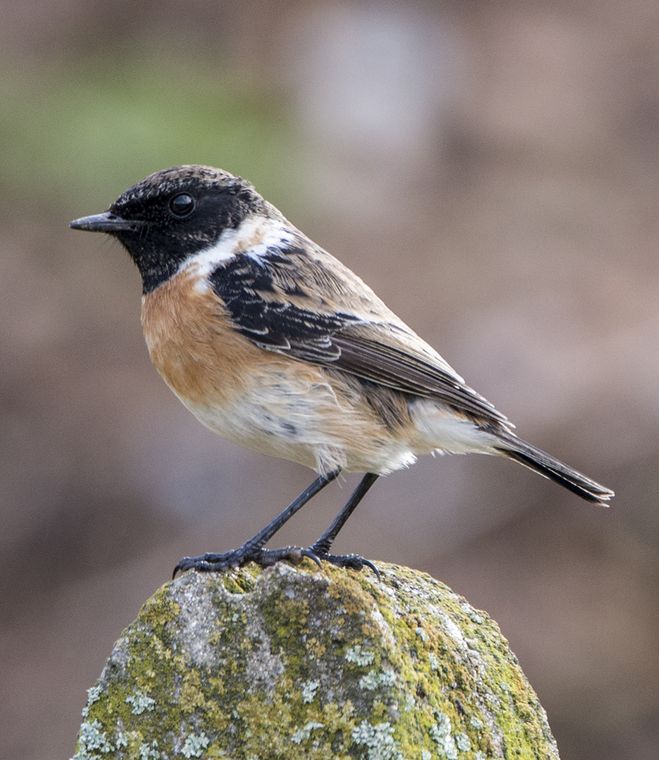 Male Stonechat