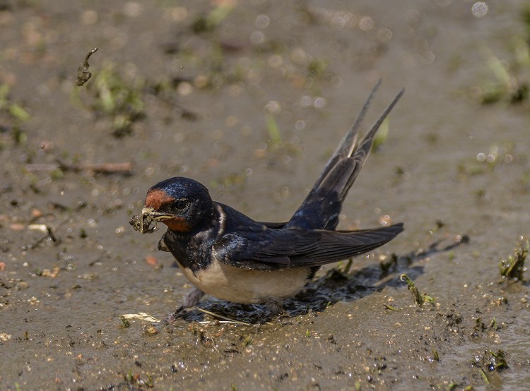 Swallow with mud