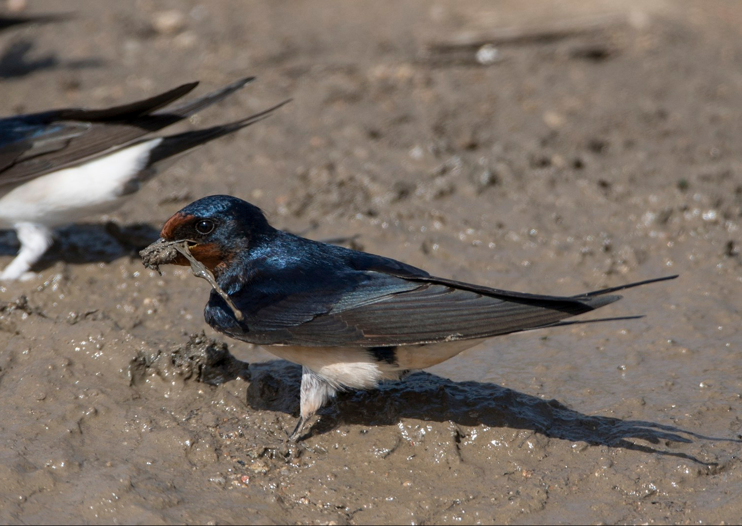 A swallow
