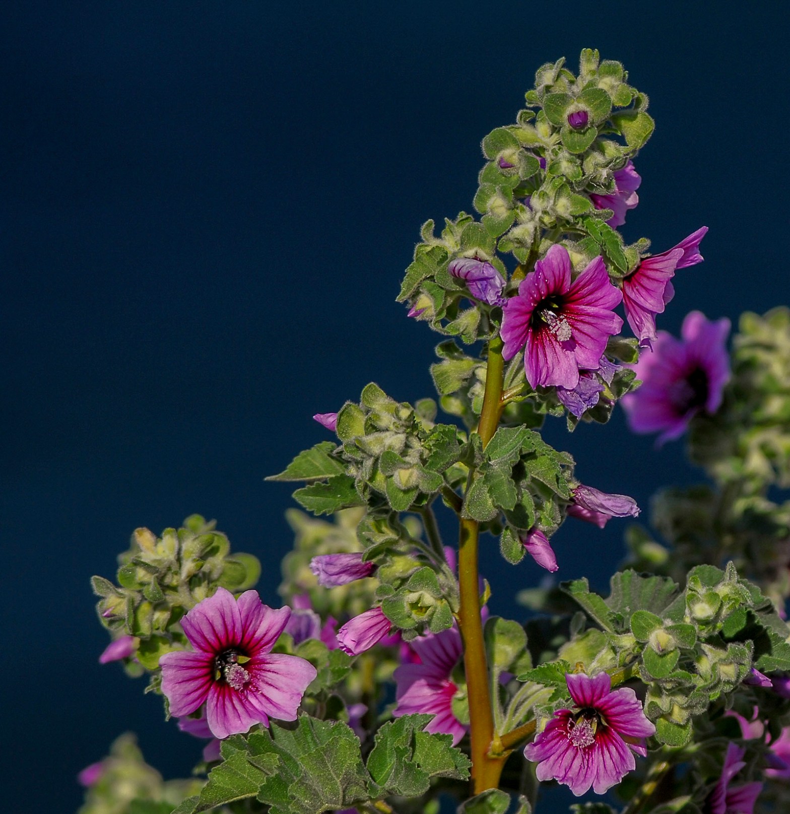 Tree mallow with flowers