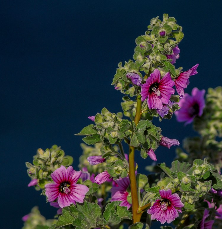 Tree mallow with flowers