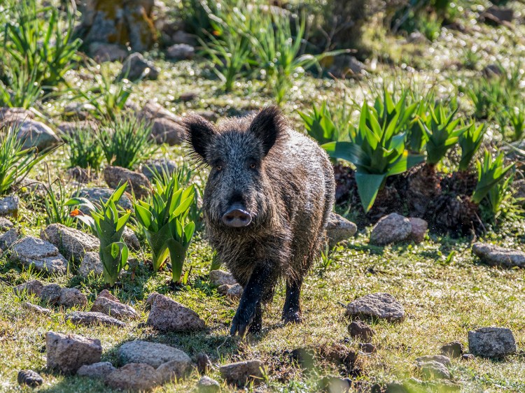 A Wild boar