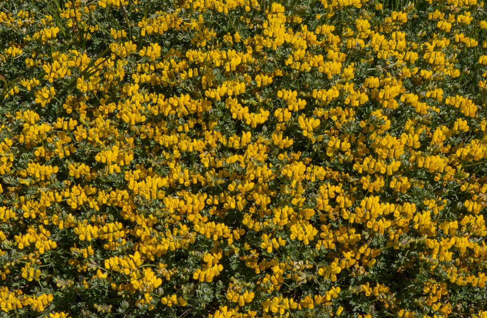 Yellow flowers on the sand