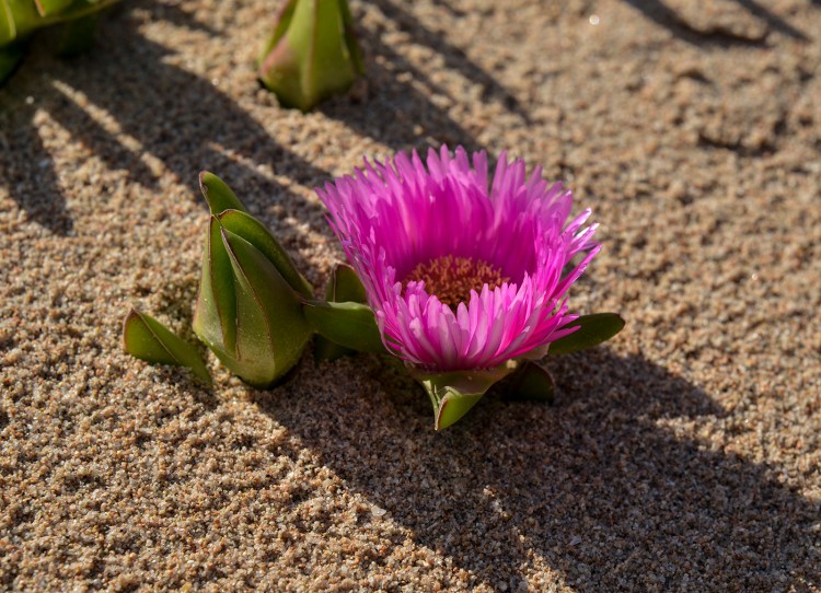Carpobrotus flower