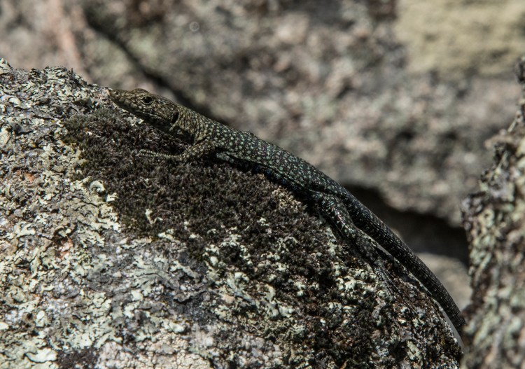 Archeolacerta bredriaga