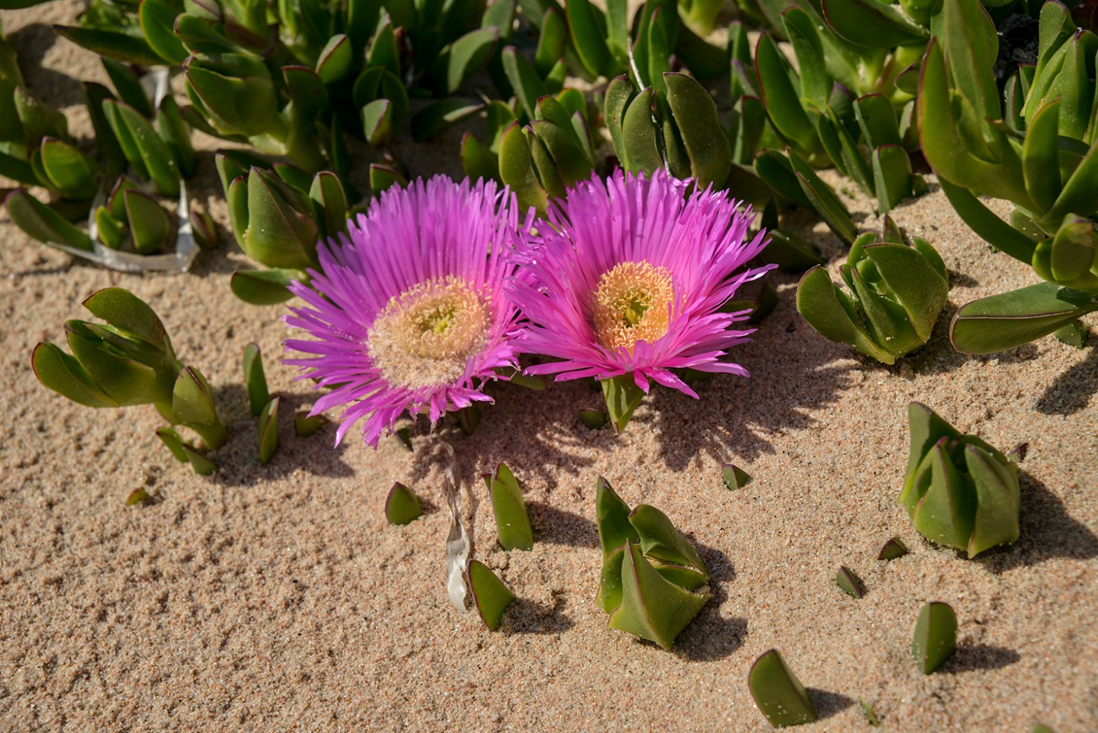 Carpobrotus on sandy dunes