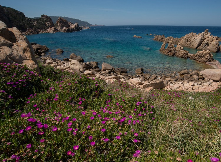 Carpobrotus covering rocky soils
