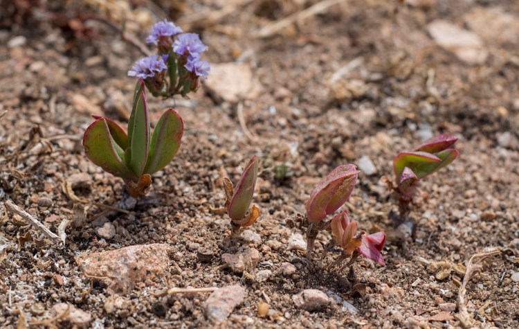 Little Carpobrotus plants