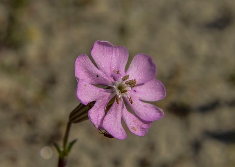 A flower of Silene, on a sandy beach
