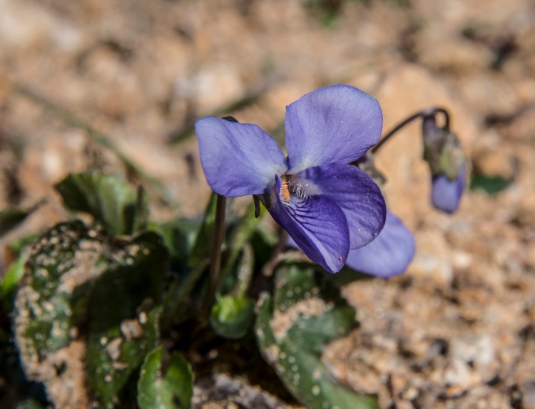 A wild violet flower