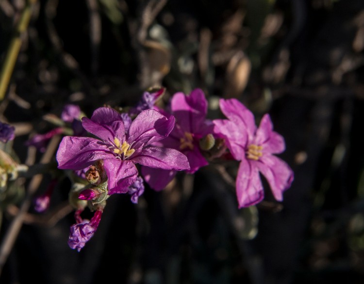 Flowers of Limoniastrum