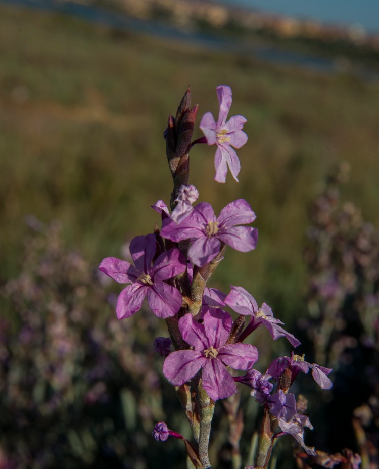 Flowers of Limoniastrum are pink