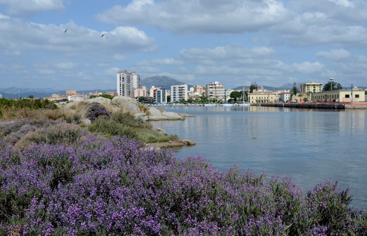 Flowering Limoniastrum