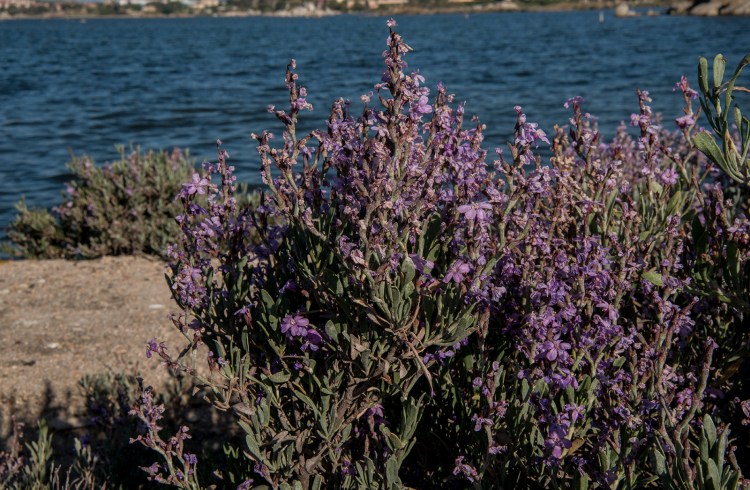 The silver leaves of Limoniastrum
