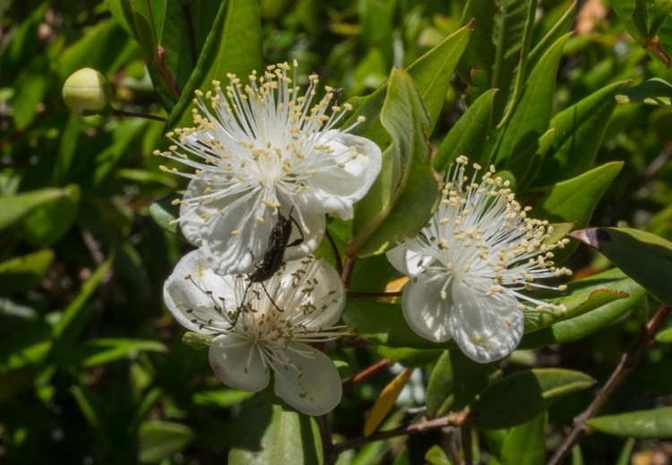 White flowers of Myrtle