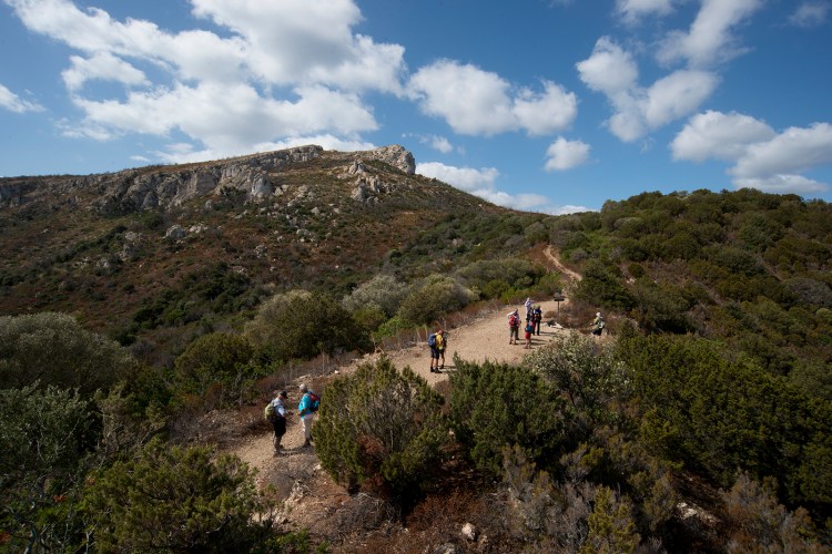 Dry mediterranean vegetation