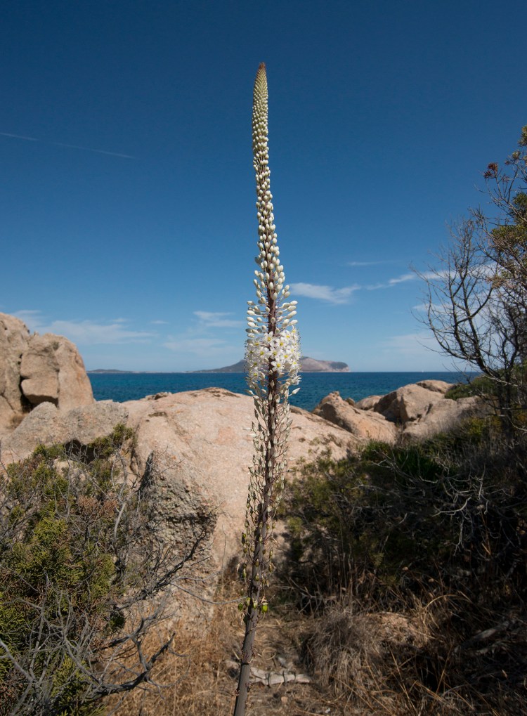 A white Urginea flowering in September