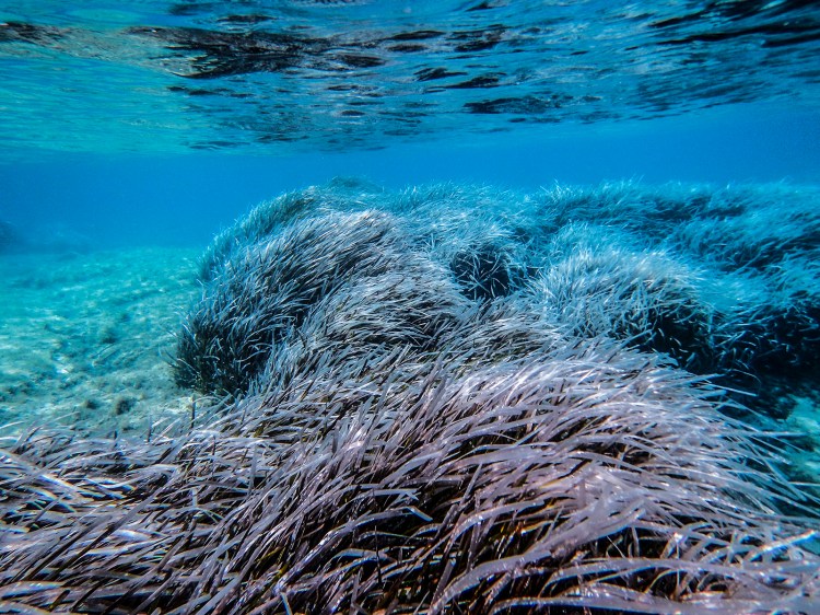 Long Posidonia leaves in September