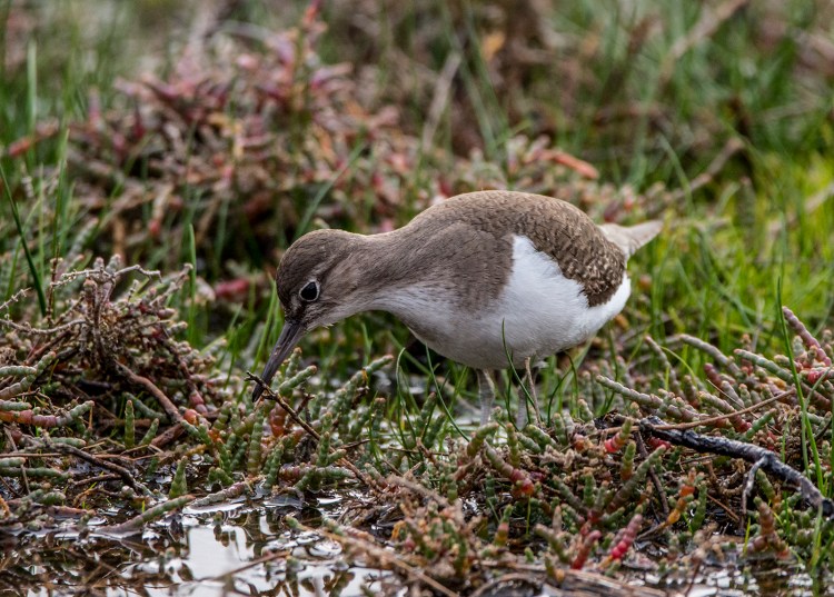 Common Sandpiper
