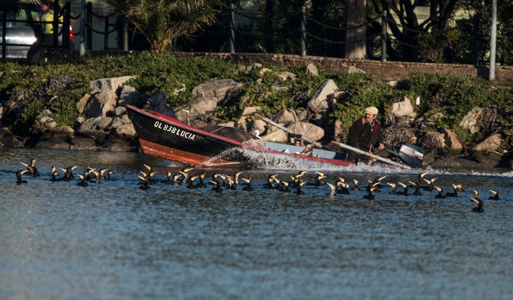 Fisherman_Cormorants