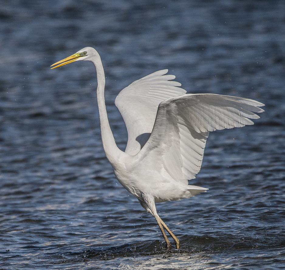 The white beauty of a Great Egret